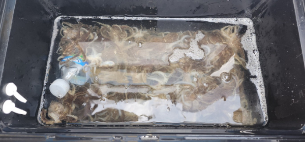 예지퀸호 농어외수질&어초낚시 경기인천권_사진_20250915_13.jpg