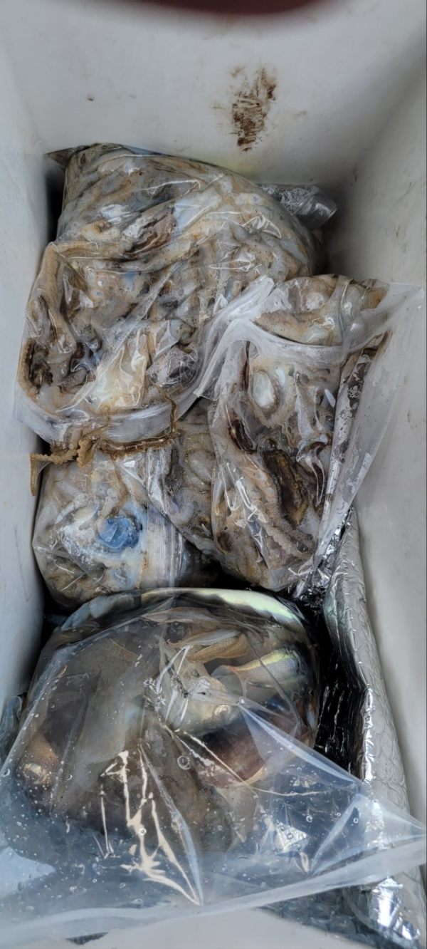 예지퀸호 농어외수질&어초낚시 경기인천권_사진_20251001_14.jpg