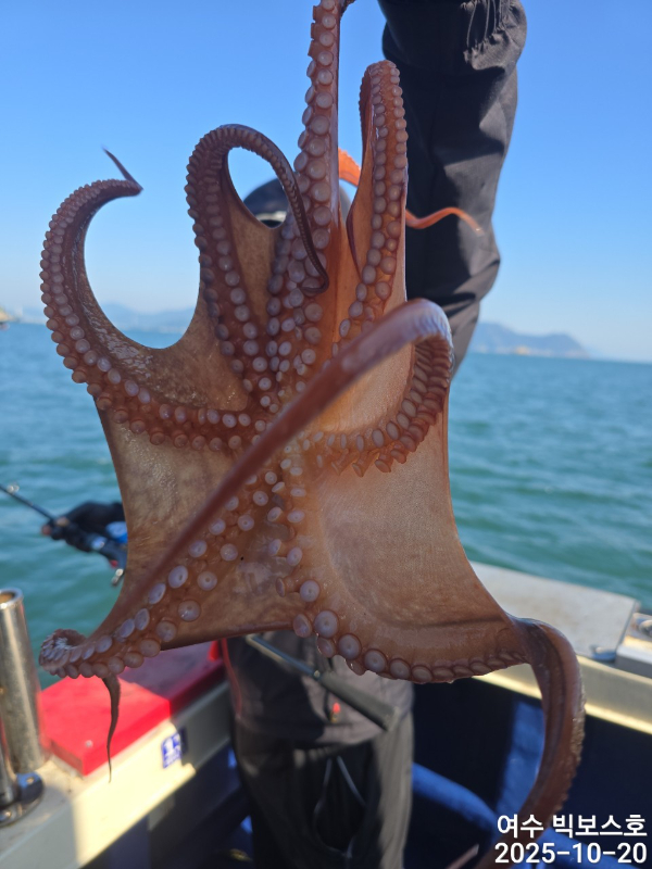 ♡ 여수 빅보스 ♡문어,갑오징어,쭈꾸미,타이라바(참돔)_사진_20251020_6.jpg