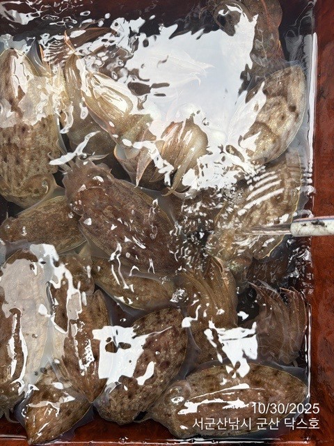 군산 선상낚시, 바다낚시 출조 전문 ☆서군산낚시☆_사진_20251030_9.jpg