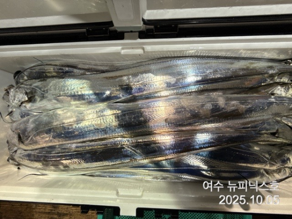 10월5일갈치 (46).jpg