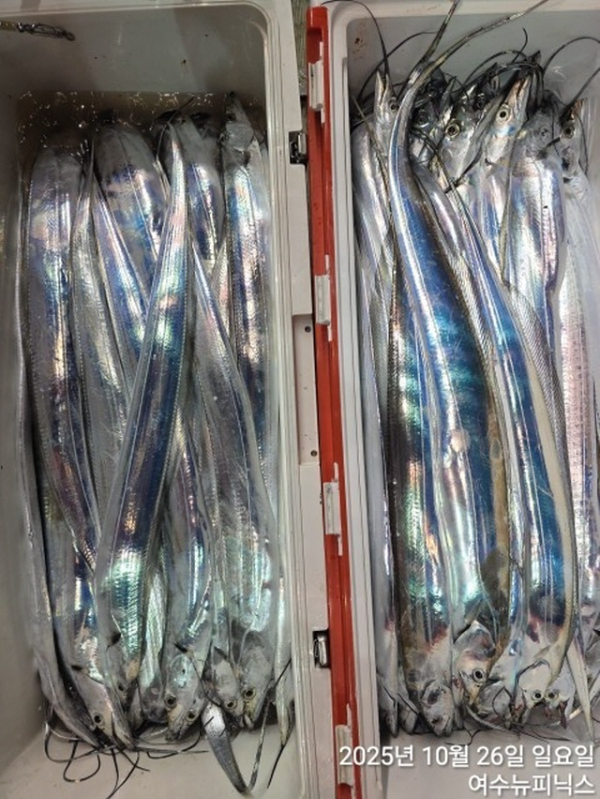 26일대갈치 (8).jpg