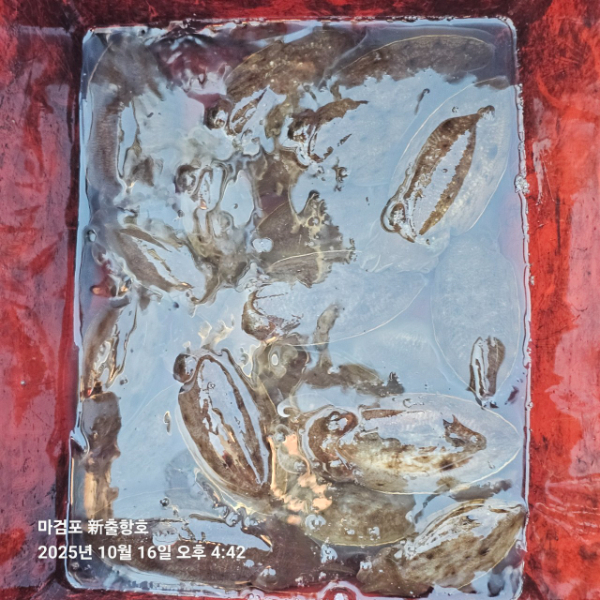 ꫛꫀꪝ✧‧˚ 태안 마검포 新출항호 .• _˚☀₊_사진_20251016_19.jpg
