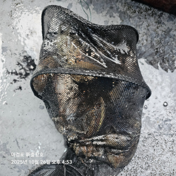 ꫛꫀꪝ✧‧˚ 태안 마검포 新출항호 .• _˚☀₊_사진_20251026_13.jpg