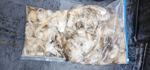 예지퀸호 농어외수질&어초낚시 경기인천권_사진_20251013_7.jpg