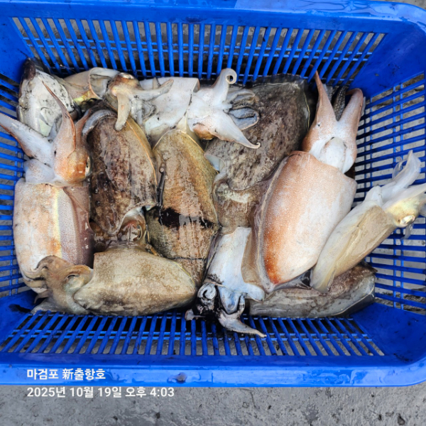 ꫛꫀꪝ✧‧˚ 태안 마검포 新출항호 .• _˚☀₊_사진_20251019_16.jpg