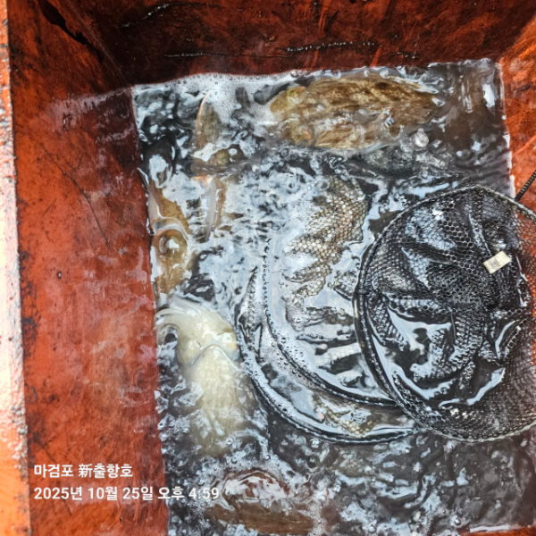 ꫛꫀꪝ✧‧˚ 태안 마검포 新출항호 .• _˚☀₊_사진_20251025_6.jpg