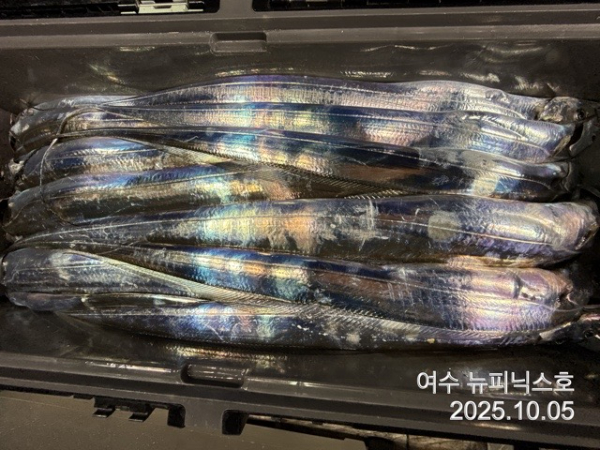 10월5일갈치 (32).jpg