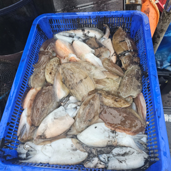 마검포 대한호(VIP)_사진_20251002_5.jpg