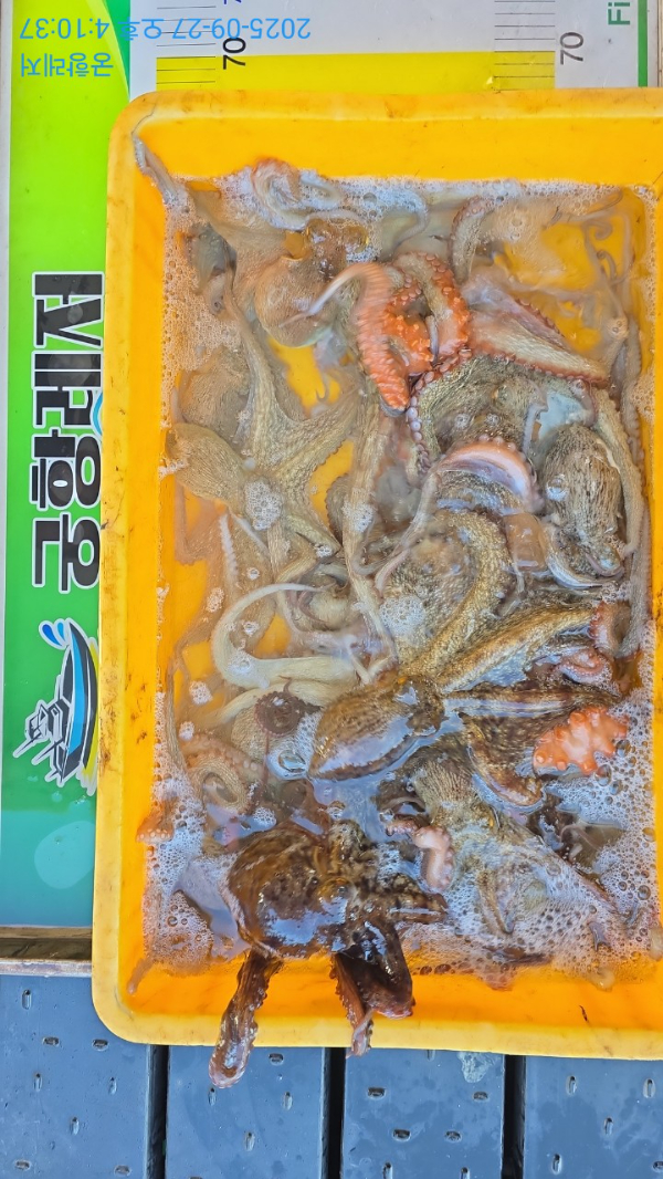 궁항레저_사진_20250927_7.jpg