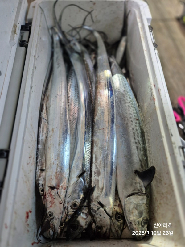 바다꾼낚시(신아라호)_사진_20251026_23.jpg