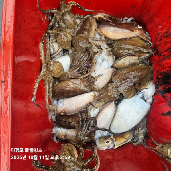 ꫛꫀꪝ✧‧˚ 태안 마검포 新출항호 .• _˚☀₊_사진_20251011_8.jpg