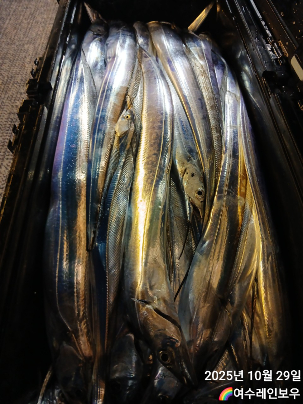 ♡여수레인보우♡갈치_열기_한치_갑오징어__사진_20251029_17.jpg
