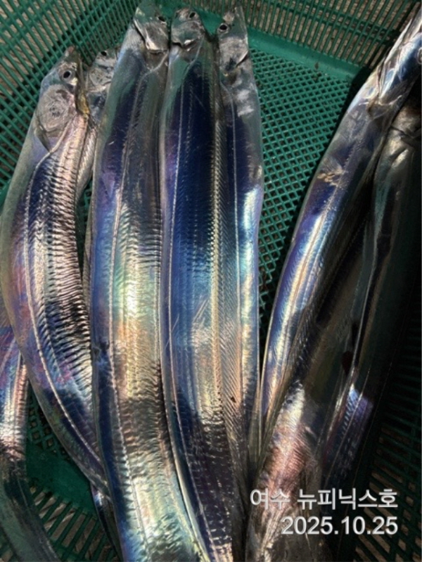 큰10월26일갈치 (16).jpg