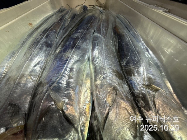 10월29일갈치 (5).jpg