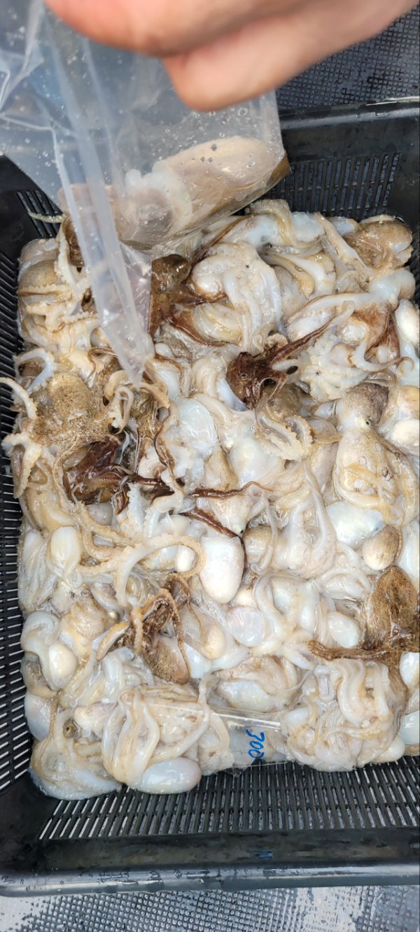 예지퀸호 농어외수질&어초낚시 경기인천권_사진_20251001_10.jpg