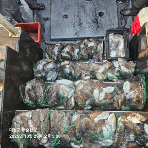 ꫛꫀꪝ✧‧˚ 태안 마검포 新출항호 .• _˚☀₊_사진_20251029_2.jpg