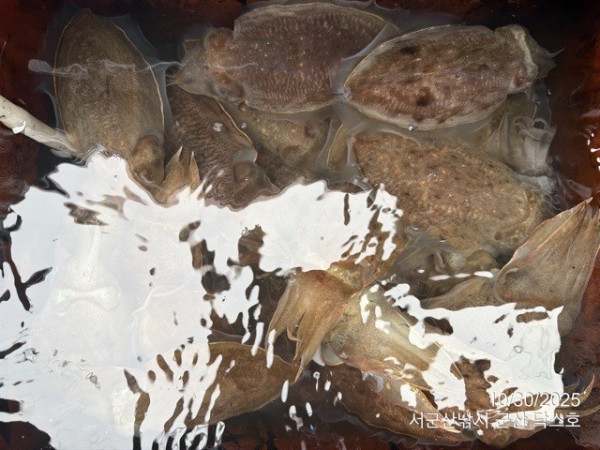 군산 선상낚시, 바다낚시 출조 전문 ☆서군산낚시☆_사진_20251030_8.jpg