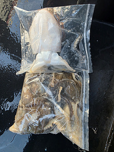 인천쭈꾸미조황 (10).jpg