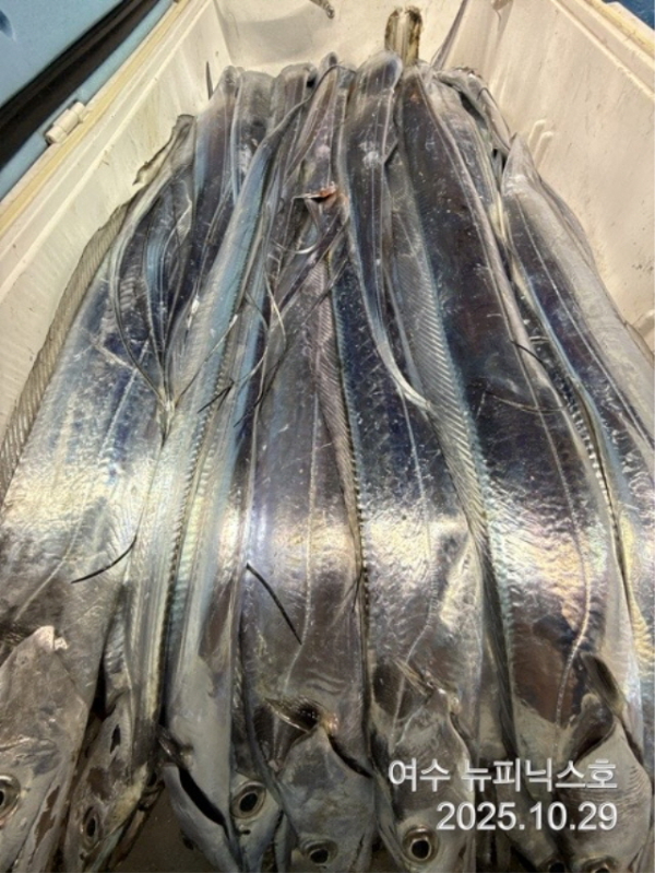 20910월29일갈치 (28).jpg