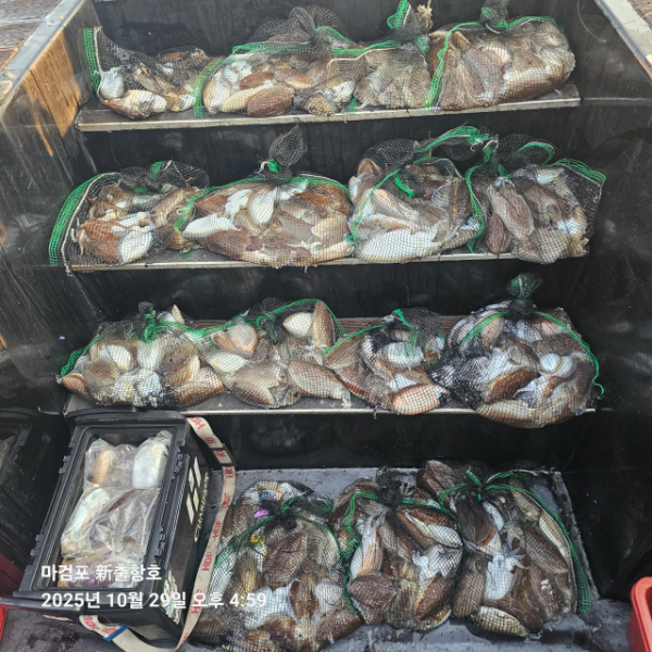 ꫛꫀꪝ✧‧˚ 태안 마검포 新출항호 .• _˚☀₊_사진_20251029_4.jpg