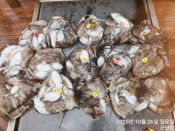 군산 선상낚시, 바다낚시 출조 전문 ☆서군산낚시☆_사진_20251026_3.jpg