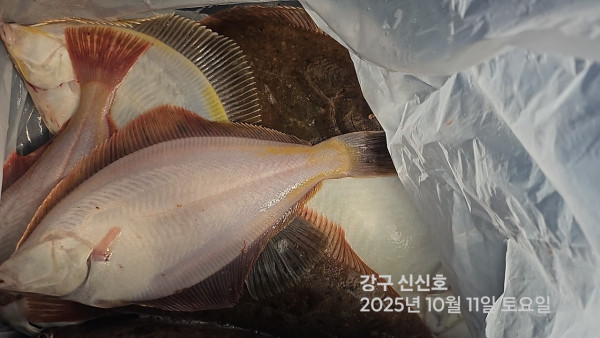 신신낚시 강구점 신신호_사진_20251012_11.jpg