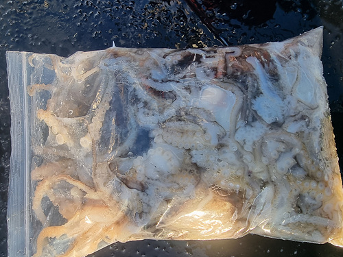 인천쭈꾸미낚시 (5).jpg