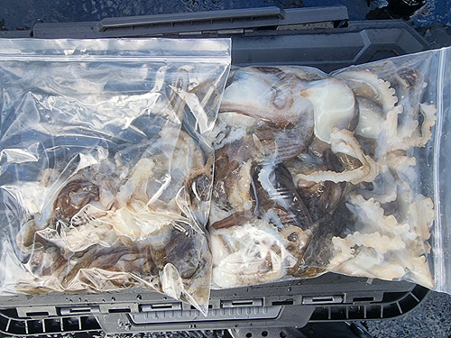 인천쭈꾸미낚시 (1).jpg