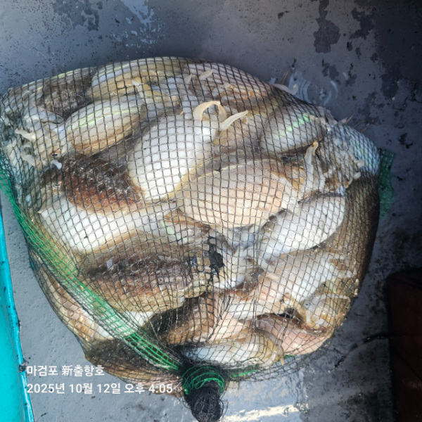 ꫛꫀꪝ✧‧˚ 태안 마검포 新출항호 .• _˚☀₊_사진_20251013_8.jpg