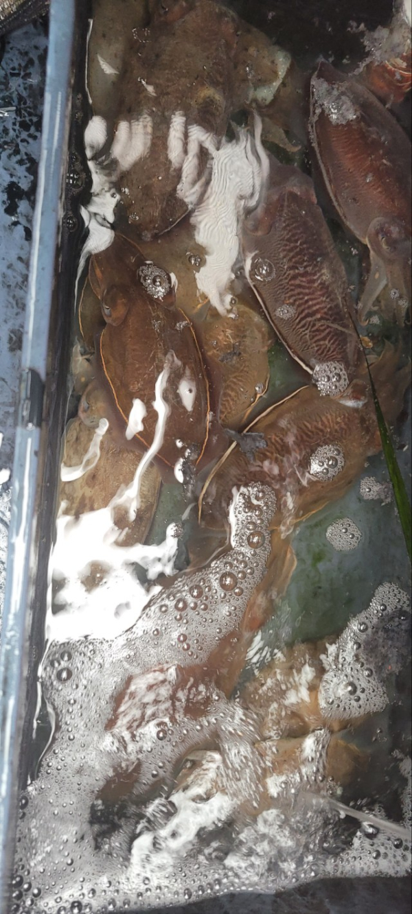 예지퀸호 농어외수질&어초낚시 경기인천권_사진_20251026_8.jpg