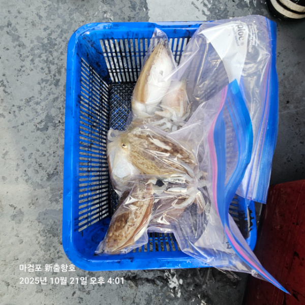 ꫛꫀꪝ✧‧˚ 태안 마검포 新출항호 .• _˚☀₊_사진_20251021_19.jpg