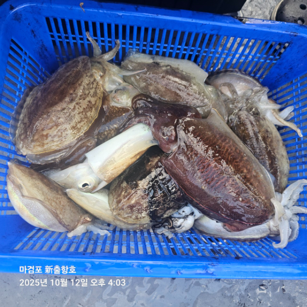 ꫛꫀꪝ✧‧˚ 태안 마검포 新출항호 .• _˚☀₊_사진_20251013_13.jpg