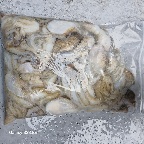 인천쭈꾸미낚시 (19).jpg