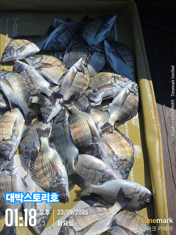 2025-09-23 01.18.58__(대박스토리호).jpg