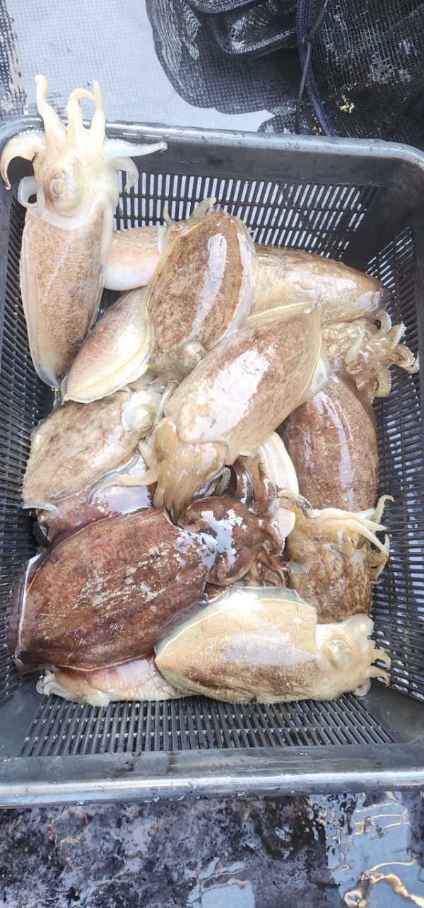 예지퀸호 농어외수질&어초낚시 경기인천권_사진_20251029_6.jpg