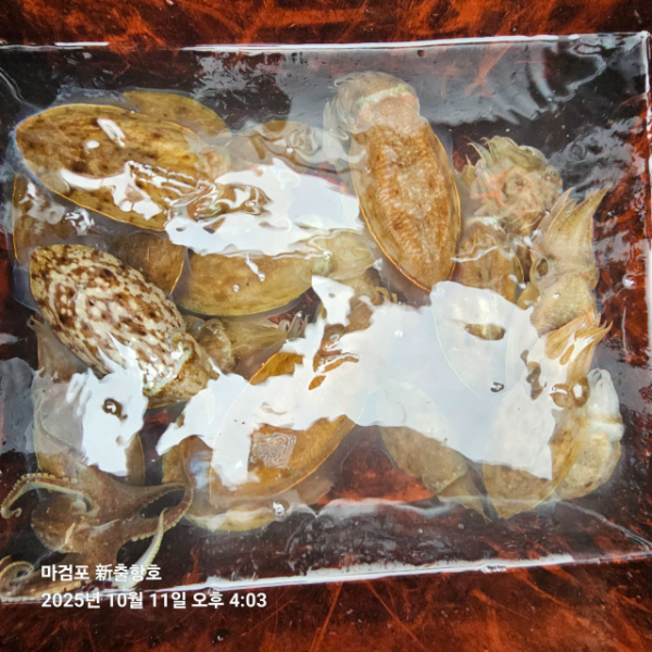 ꫛꫀꪝ✧‧˚ 태안 마검포 新출항호 .• _˚☀₊_사진_20251011_6.jpg