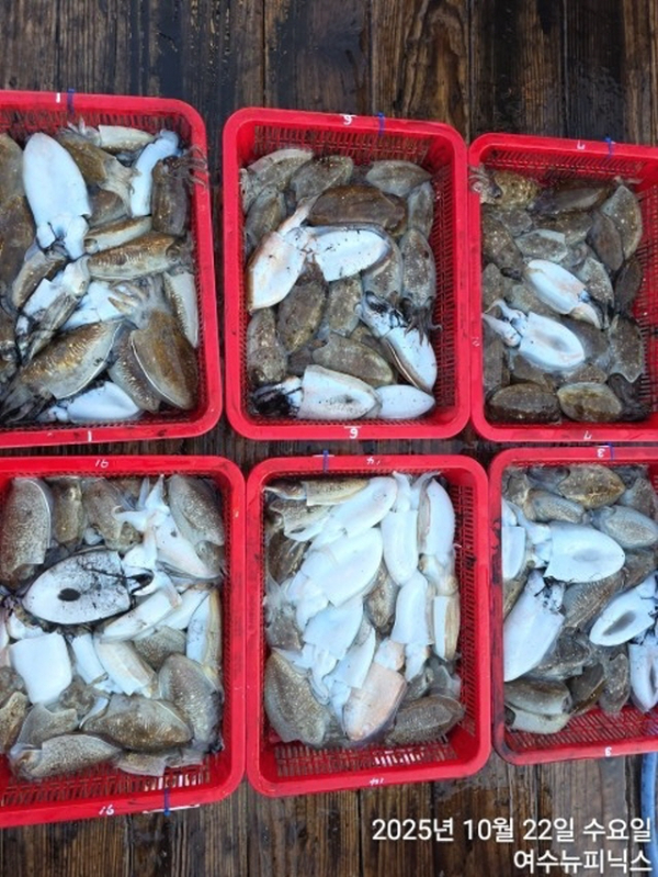 큰10월22일갑오징어 (31).jpg