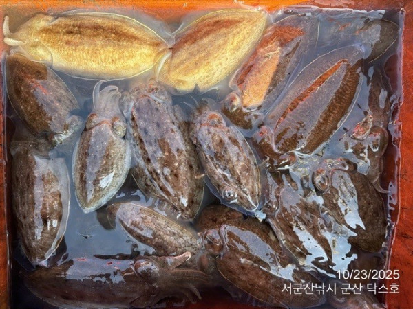 군산 선상낚시, 바다낚시 출조 전문 ☆서군산낚시☆_사진_20251023_9.jpg