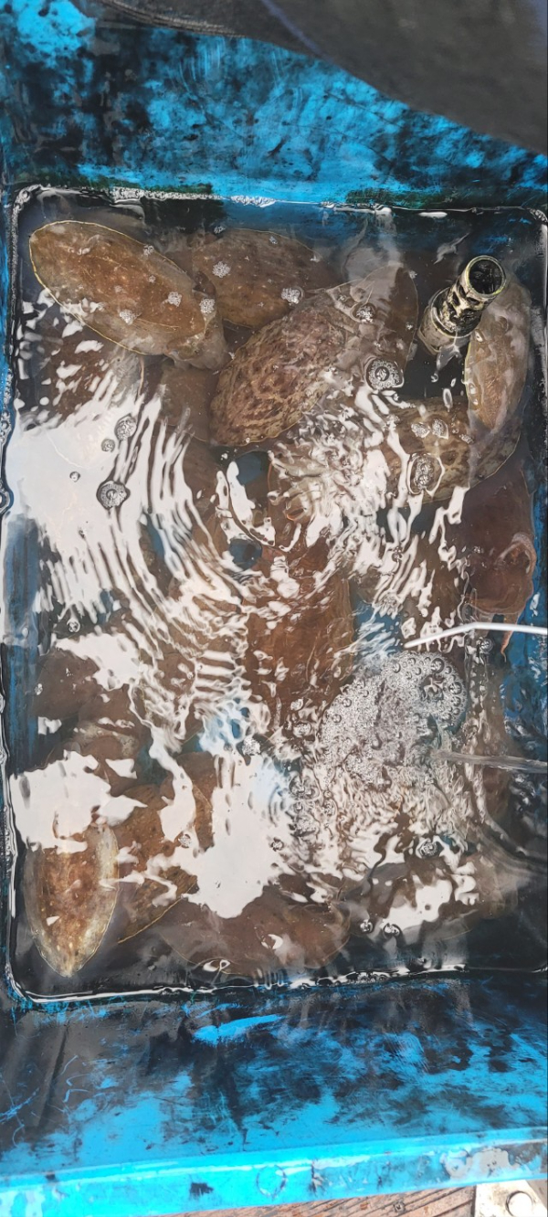 예지퀸호 농어외수질&어초낚시 경기인천권_사진_20251026_10.jpg