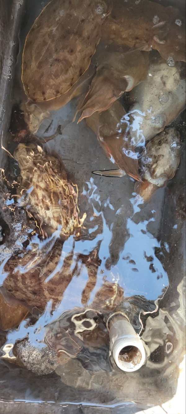 예지퀸호 농어외수질&어초낚시 경기인천권_사진_20251026_8.jpg