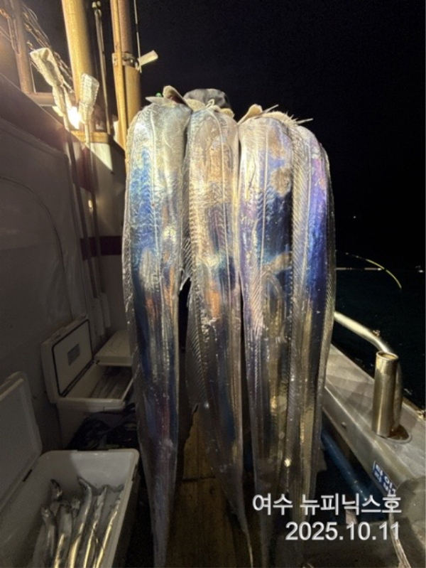 큰10월12일갈치 (17).jpg