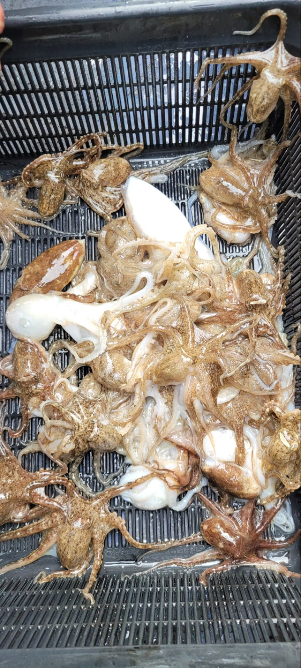 예지퀸호 농어외수질&어초낚시 경기인천권_사진_20251018_7.jpg