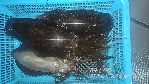 신신낚시 강구점 신신호_사진_20251004_3.jpg