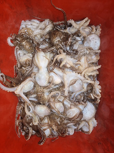 인천쭈꾸미낚시 (9).jpg