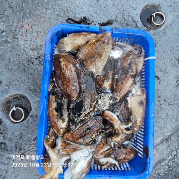 ꫛꫀꪝ✧‧˚ 태안 마검포 新출항호 .• _˚☀₊_사진_20251023_16.jpg