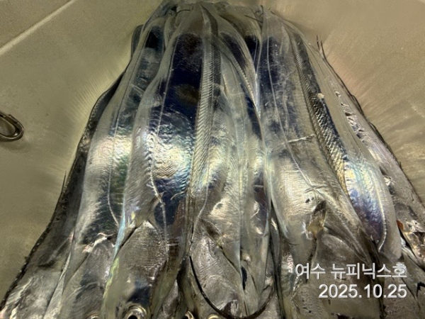 10월25일갈치 (3).jpg