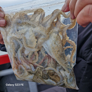 인천쭈꾸미낚시 (4).jpg