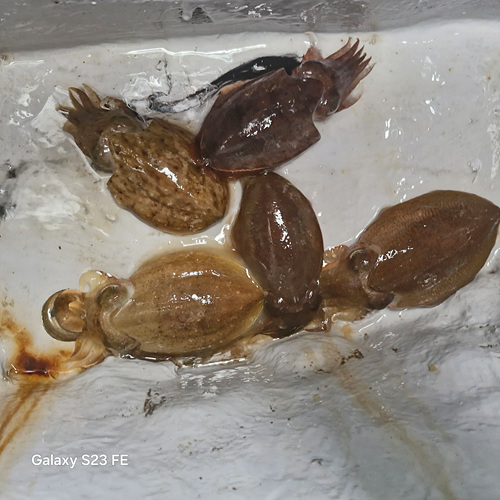 인천쭈꾸미낚시 (6).jpg