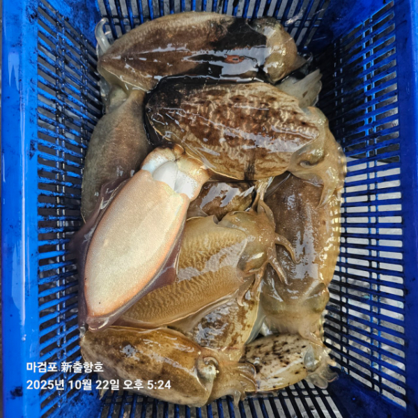 ꫛꫀꪝ✧‧˚ 태안 마검포 新출항호 .• _˚☀₊_사진_20251022_11.jpg